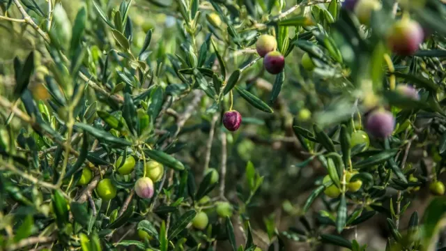 Kırmızı Biber Dolması - Zeytinyağlı Dolma Çeşidi
