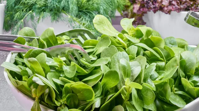 Kızılcık ve Kırmızı Lahana Salatası