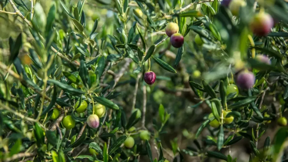Zeytinyağlı Enginar Dolması ile Limonlu Baharatlı Enginar