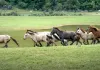 Rüyada Perde Görmek: Anlamı ve Yorumu