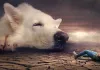 Rüyada Köpek Beslemek Ne Anlama Gelir?