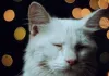 Rüyada Beyaz Kedi Görmek Ne Anlama Gelir?