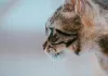 Rüyada Tekir Kedi Görmek Ne Anlama Gelir?