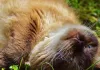 Rüyada Kayıp Kedi Görmek Ne Anlama Gelir?