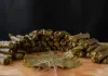 Mercimekli Pazı Sarması (Diyet Dostu)