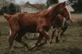 Rüyada Köpek Görmek Ne Demek? (Isırması, Saldırması, Sevmek)