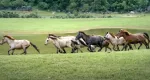 Rüyada Perde Görmek: Anlamı ve Yorumu