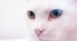 Rüyada Ölü Kedi Görmek: Anlamı ve Yorumları