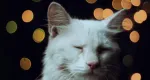 Rüyada Beyaz Kedi Görmek Ne Anlama Gelir?