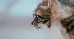 Rüyada Tekir Kedi Görmek Ne Anlama Gelir?