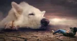 Rüyada Köpek Saldırısı Görmek Ne Anlama Gelir?