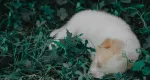 Rüyada Yavru Köpek Görmek Ne Anlama Gelir?