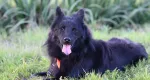 Rüyada Çoban Köpeği Görmek Ne Anlama Gelir?