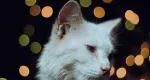 Rüyada Kedi Sesi Duymak Anlamı ve Yorumu