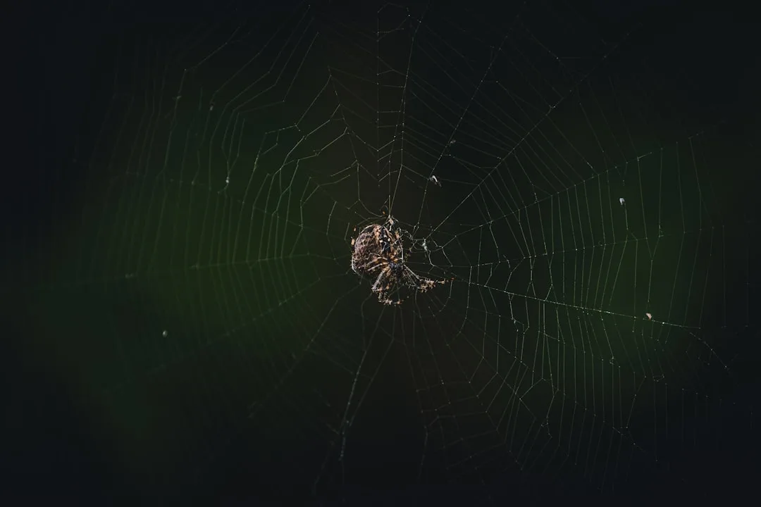 Örümcek Görmek ruya tabiri