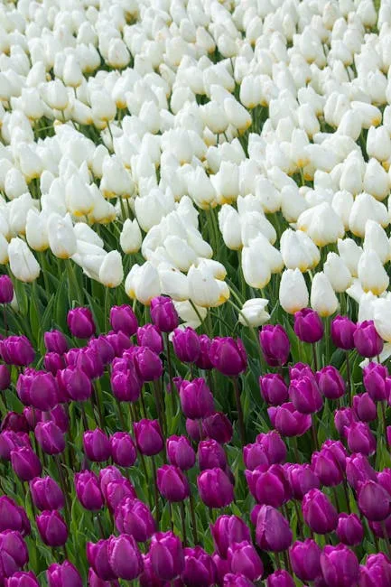 çarkıfelek çiçeği ruya tabiri