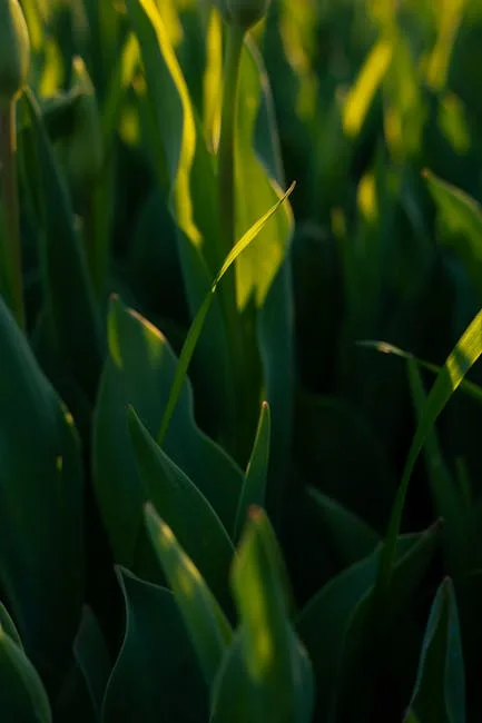 Büyümeyen Bitki 2025-85 ruya tabiri