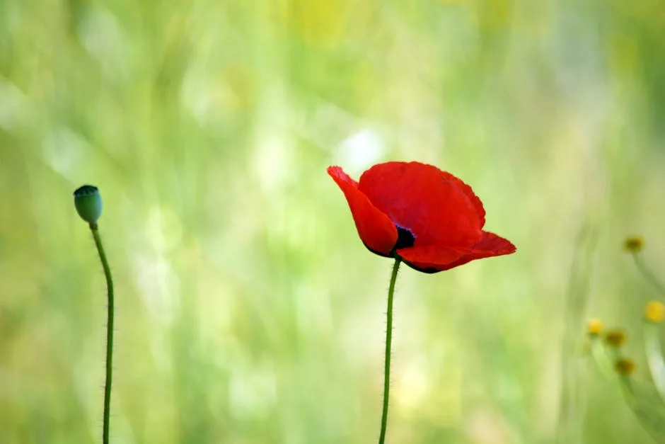 Rüyada kırmızı elma görmek ruya tabiri