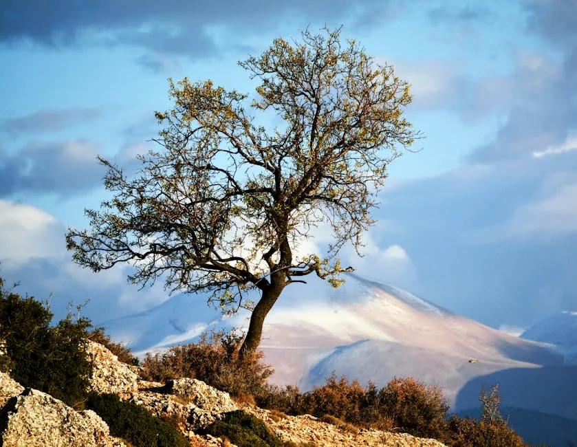 Ağaç Dikmek 20251209-055 ruya tabiri