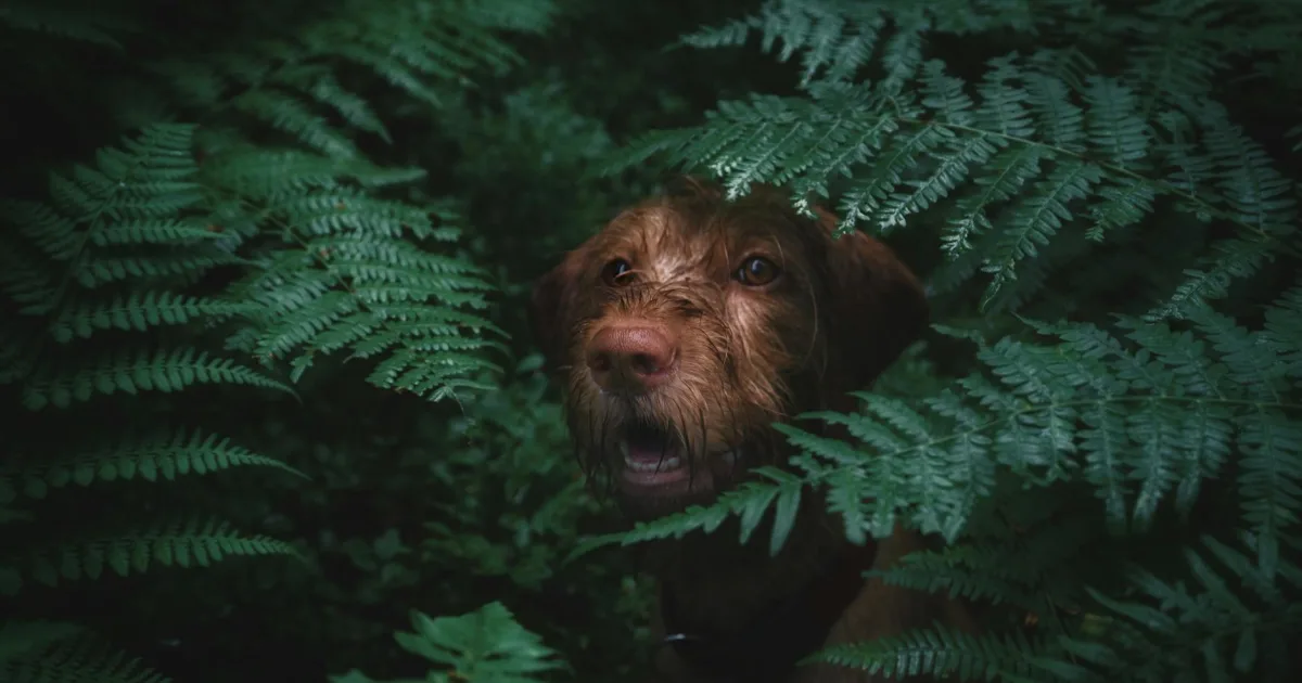 Rüyada Köpek Havlaması Görmek: Anlamı ve Yorumu