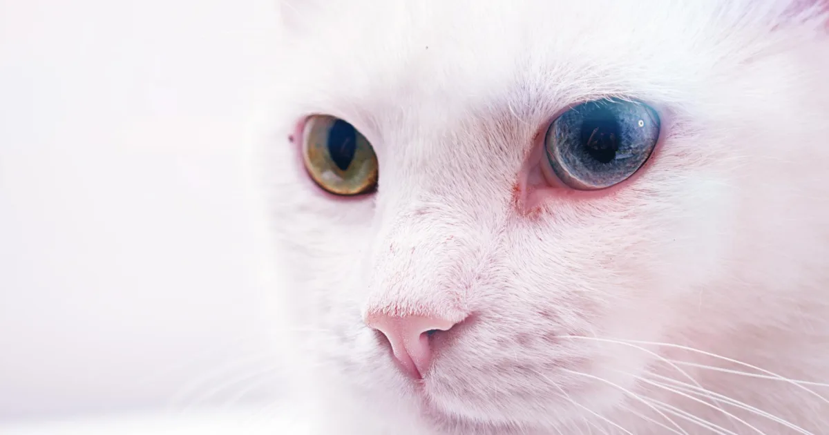 Rüyada Ölü Kedi Görmek: Anlamı ve Yorumları