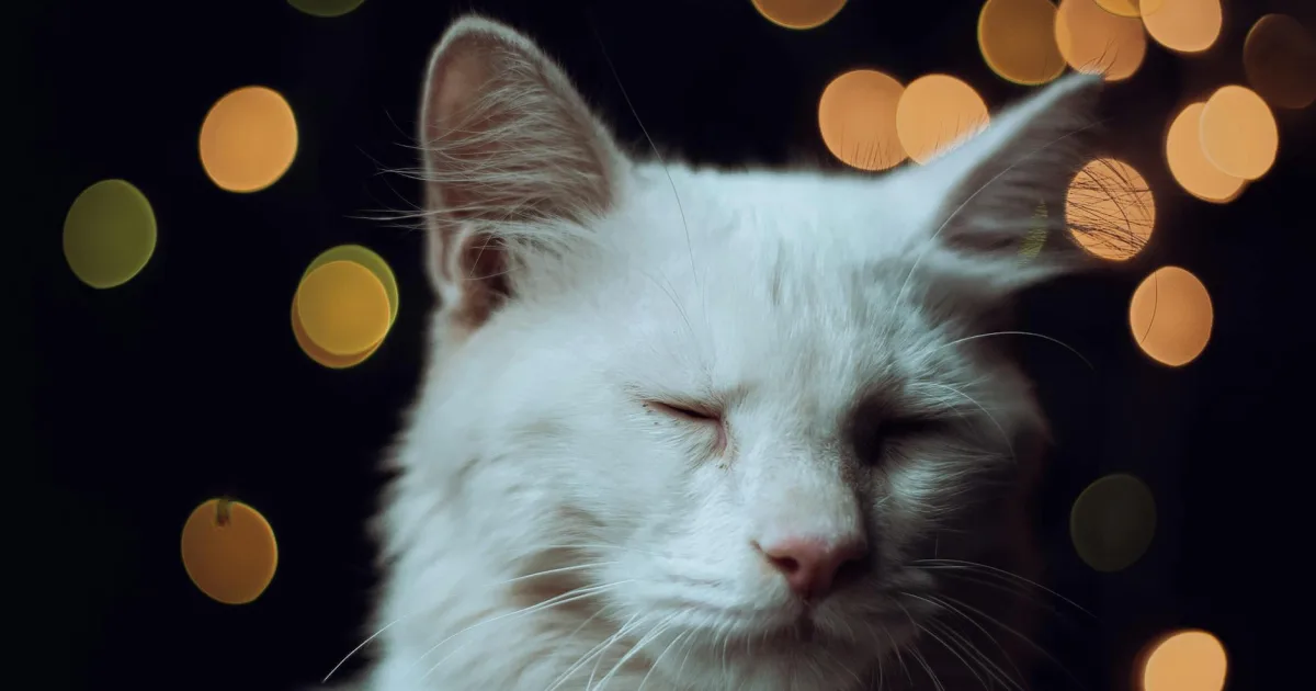 Rüyada Beyaz Kedi Görmek Ne Anlama Gelir?