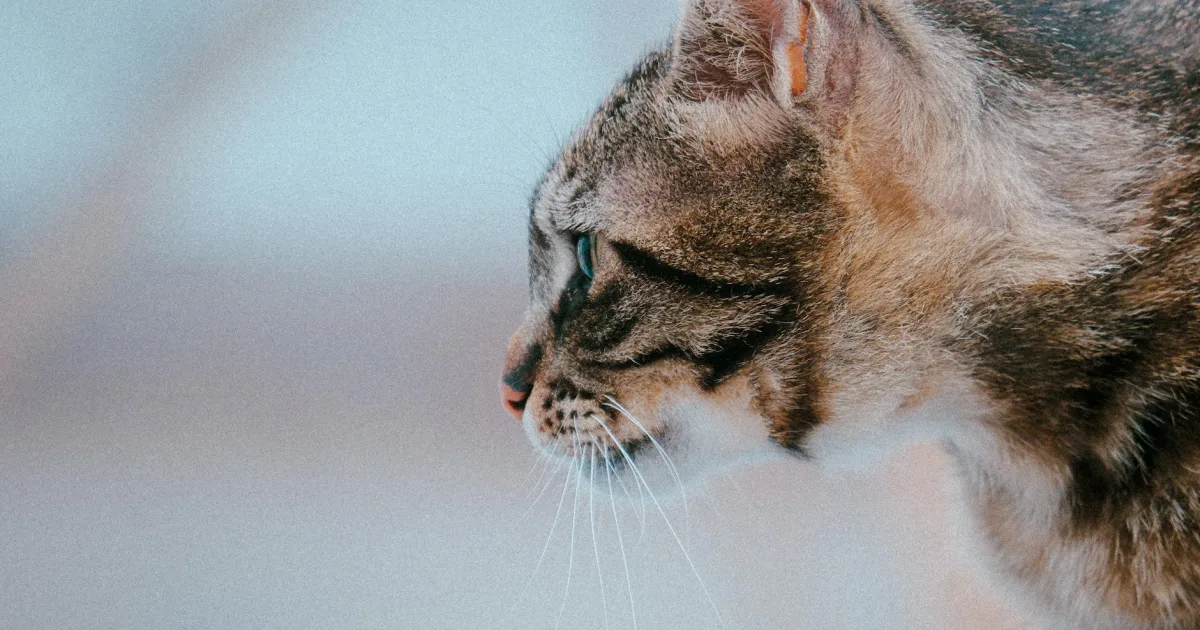 Rüyada Tekir Kedi Görmek Ne Anlama Gelir?