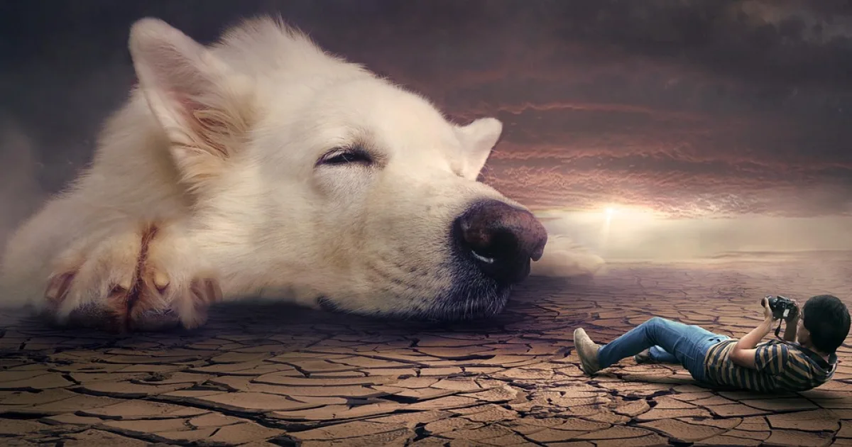 Rüyada Köpek Saldırısı Görmek Ne Anlama Gelir?