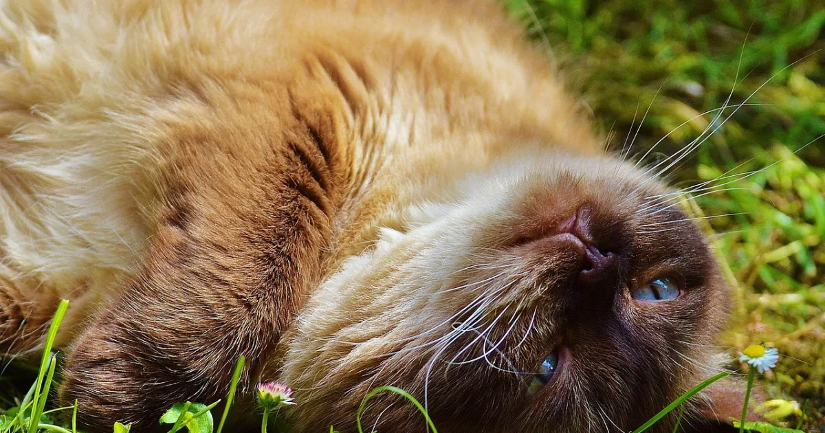 Rüyada Kayıp Kedi Görmek Ne Anlama Gelir?