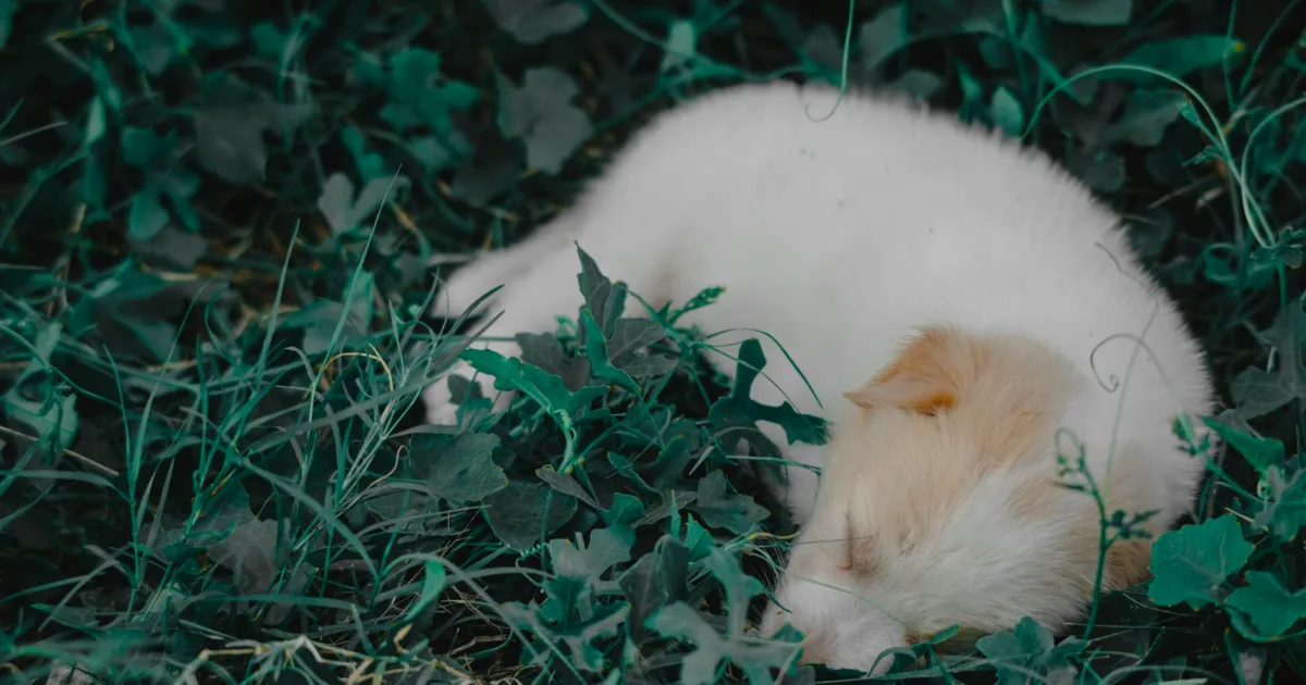 Rüyada Yavru Köpek Görmek Ne Anlama Gelir?