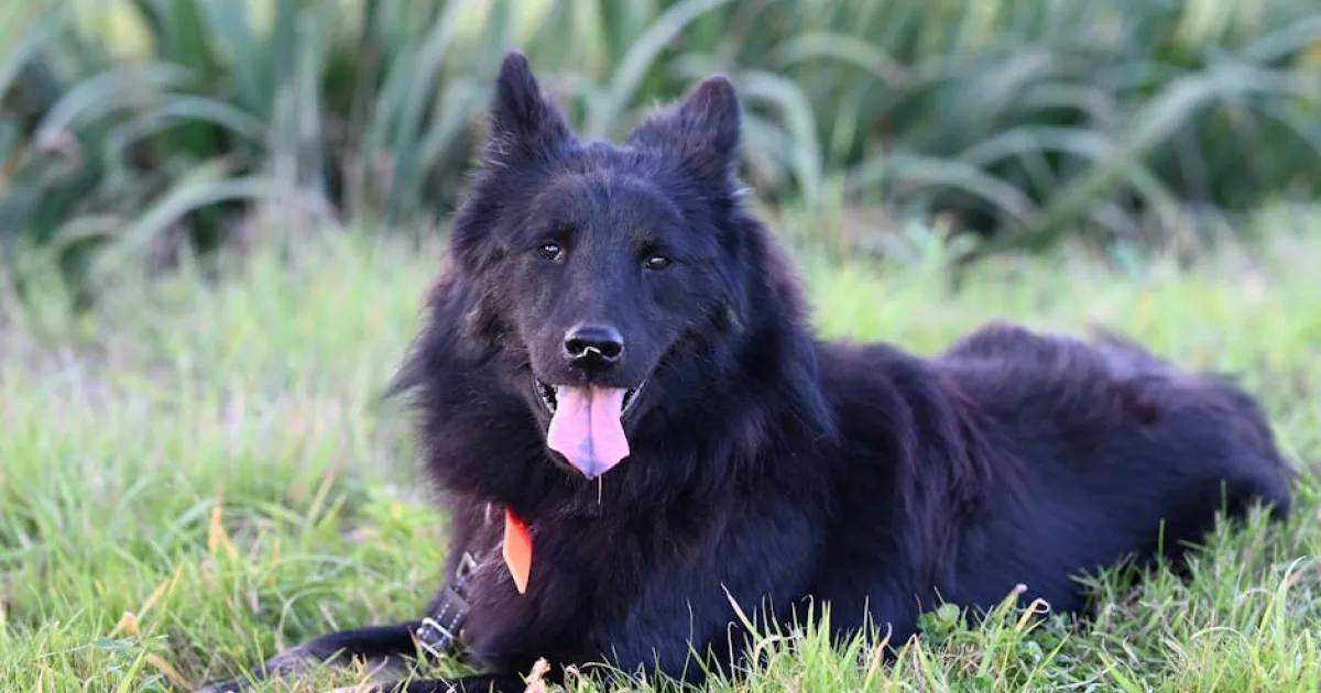 Rüyada Çoban Köpeği Görmek Ne Anlama Gelir?