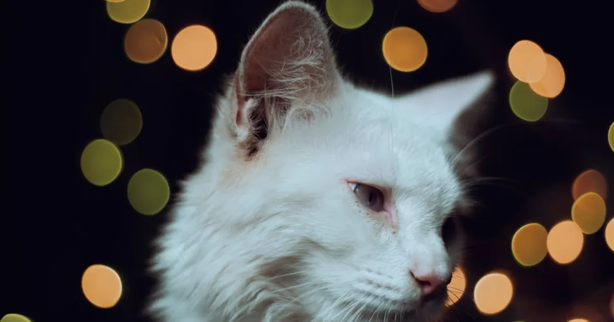 Rüyada Kedi Sesi Duymak Anlamı ve Yorumu
