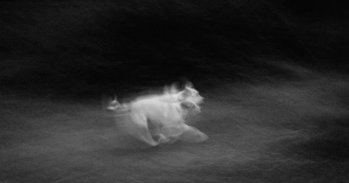 Rüyada Kayıp Köpek Görmek: Anlamı ve Yorumu